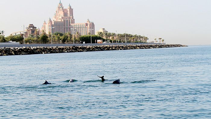 10 Best Choices for a Dubai Boat Tour